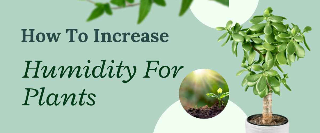 How to Increase Humidity for Plants?