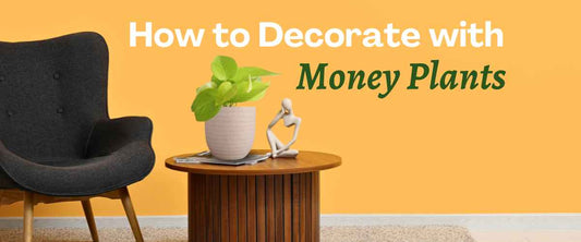 How to Decorate with Money Plant