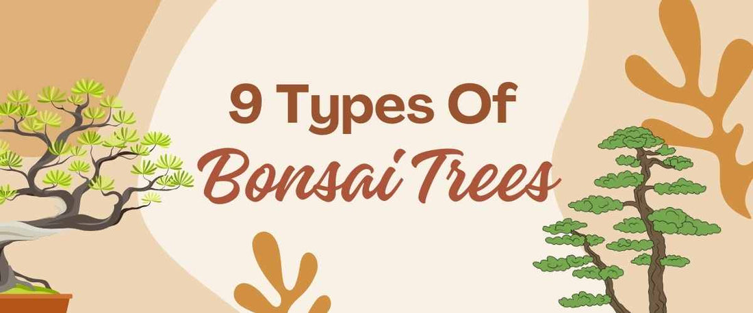 Different Bonsai Trees