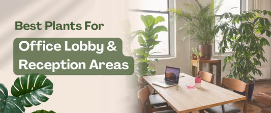 The Best Plants for Office Lobbies and Reception Areas