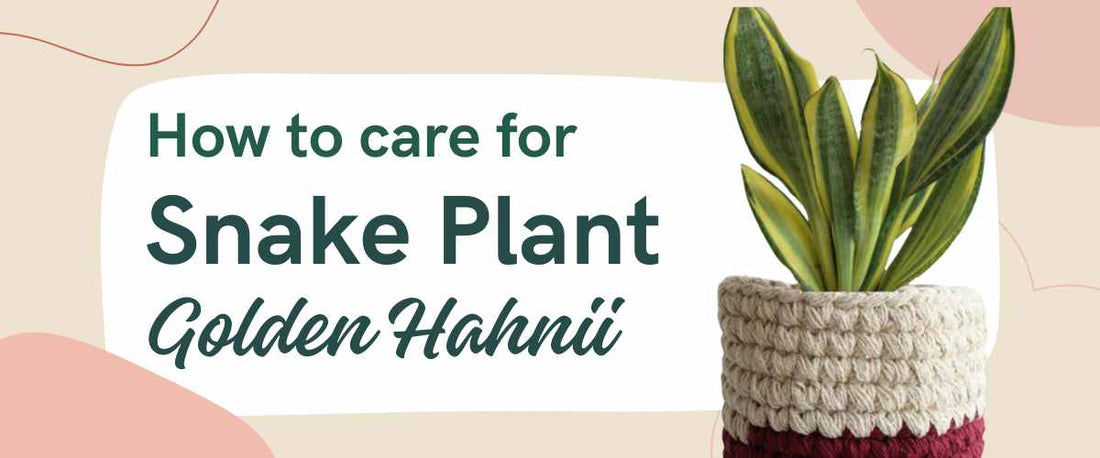 How to Care for Snake Plant Golden Hahnii