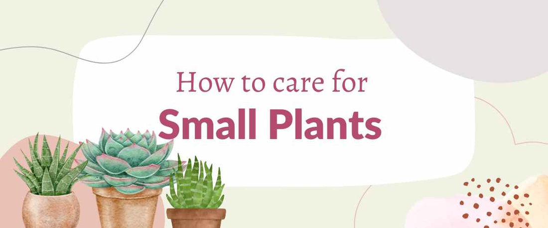 How to Care for Small Plants