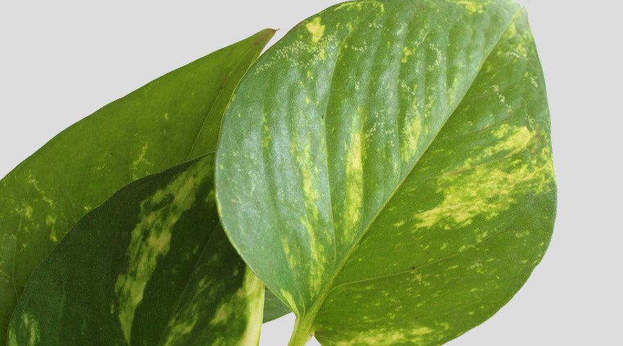 Do I really need air-purifying plants for my home?