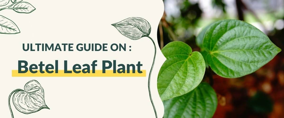 Ultimate Guide on Betel Leaf Plant