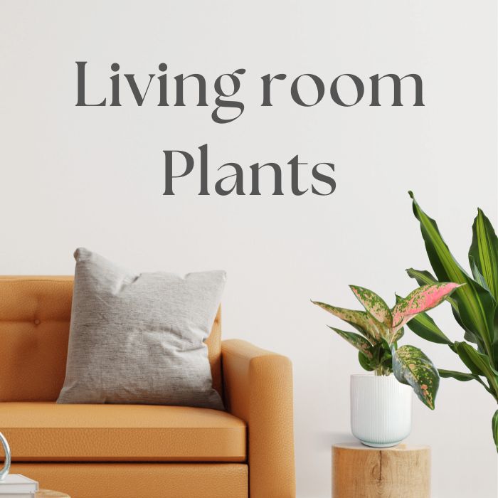 Plants for Living Room