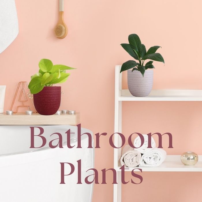 Plants for Bathroom