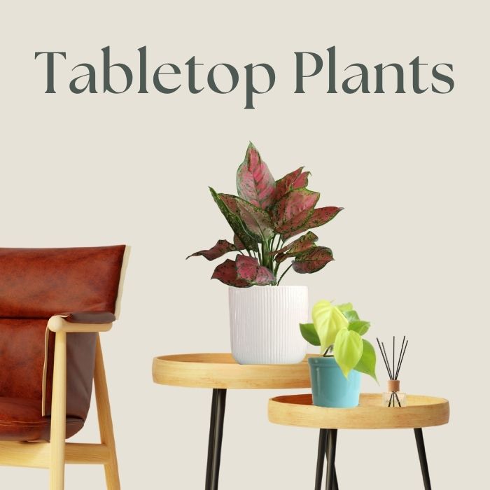 Table Plants