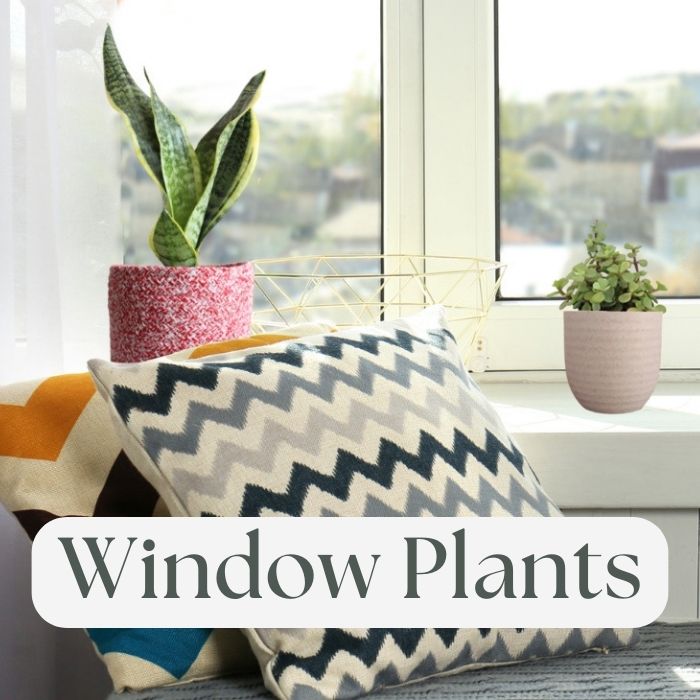 Window Plants