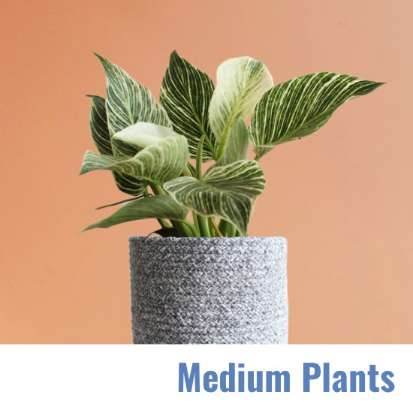 Medium Plants