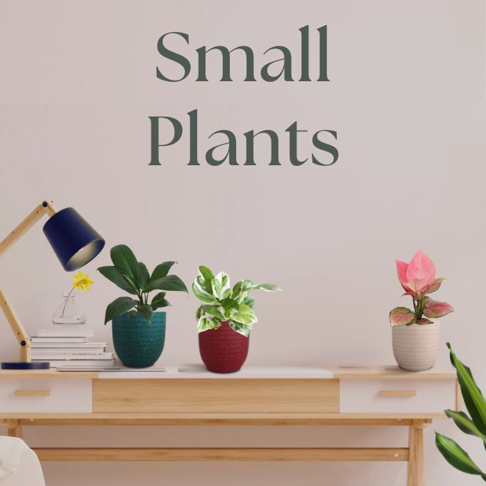 Small Plants