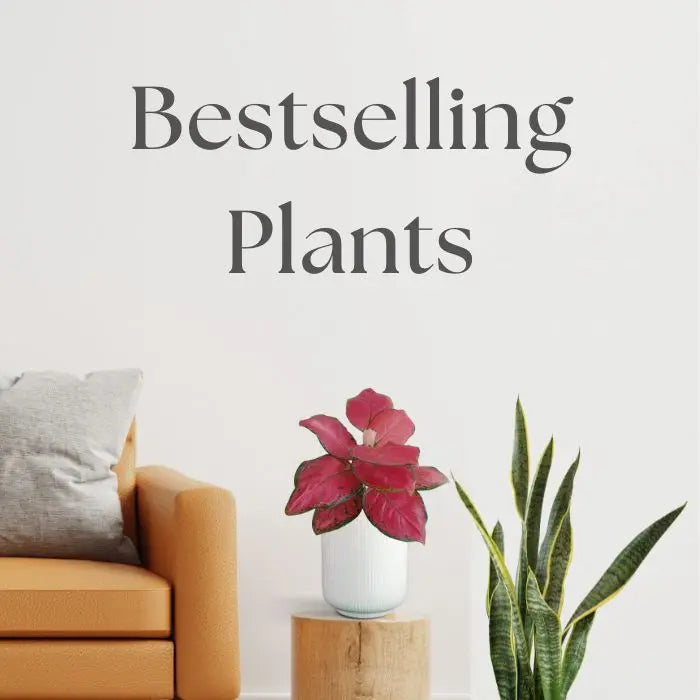 Bestselling Plants – Greenkin
