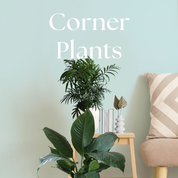 Plants for Corner