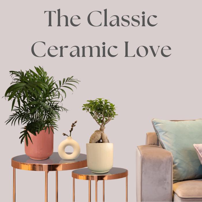Plants In Ceramic Pots – Greenkin