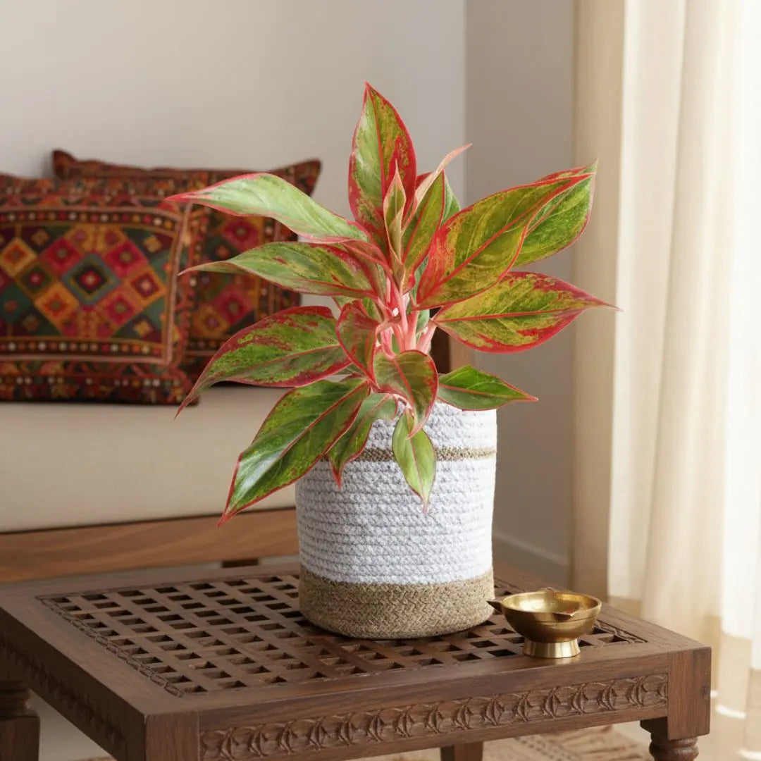 Large Plants