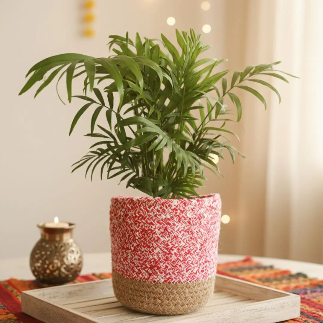 Medium Plants