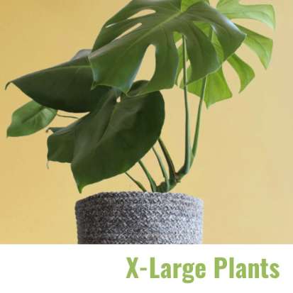 X-Large Plants