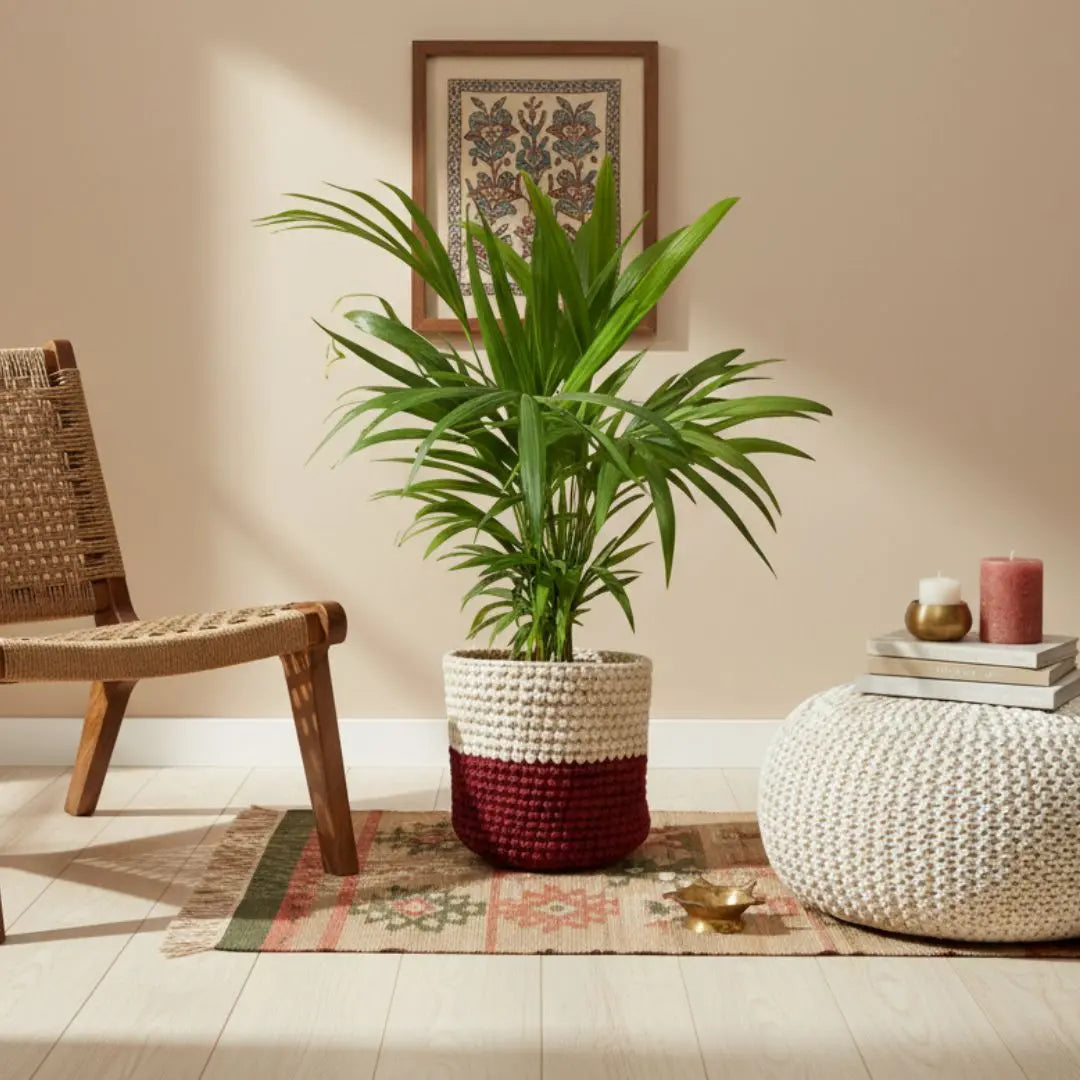 X-Large Plants