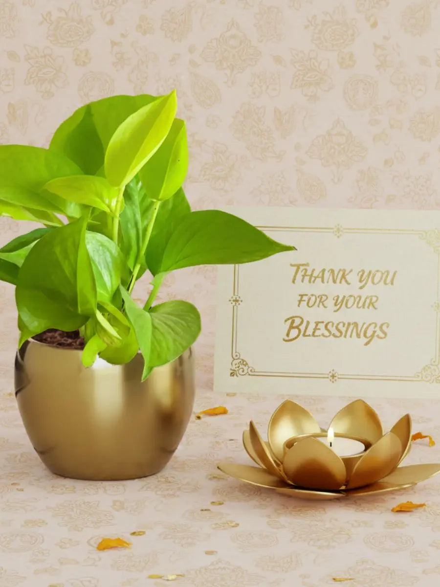 Wedding Return Gifts for Bride / Groom Guests Hamper with Plant, Diya