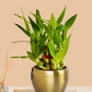 Lucky Bamboo 2 Layer Plant (Small) in Golden Metal Pot