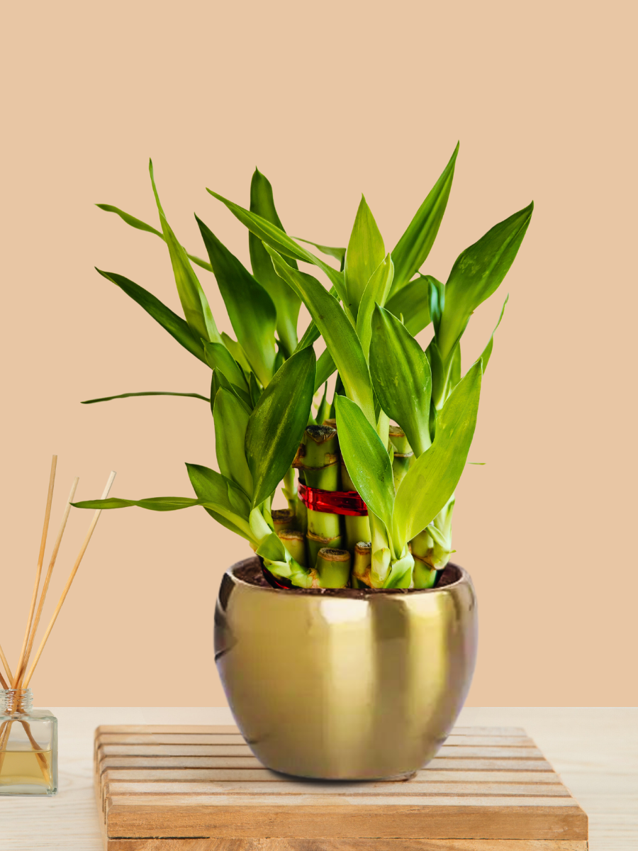 golden bamboo plant indoor Lucky Bamboo 2 Layer Plant (Small) in Golden Metal Pot – Greenkin