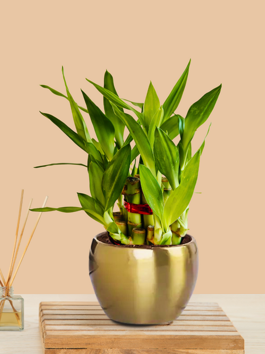 Lucky Bamboo 2 Layer Plant (Small) in Golden Metal Pot