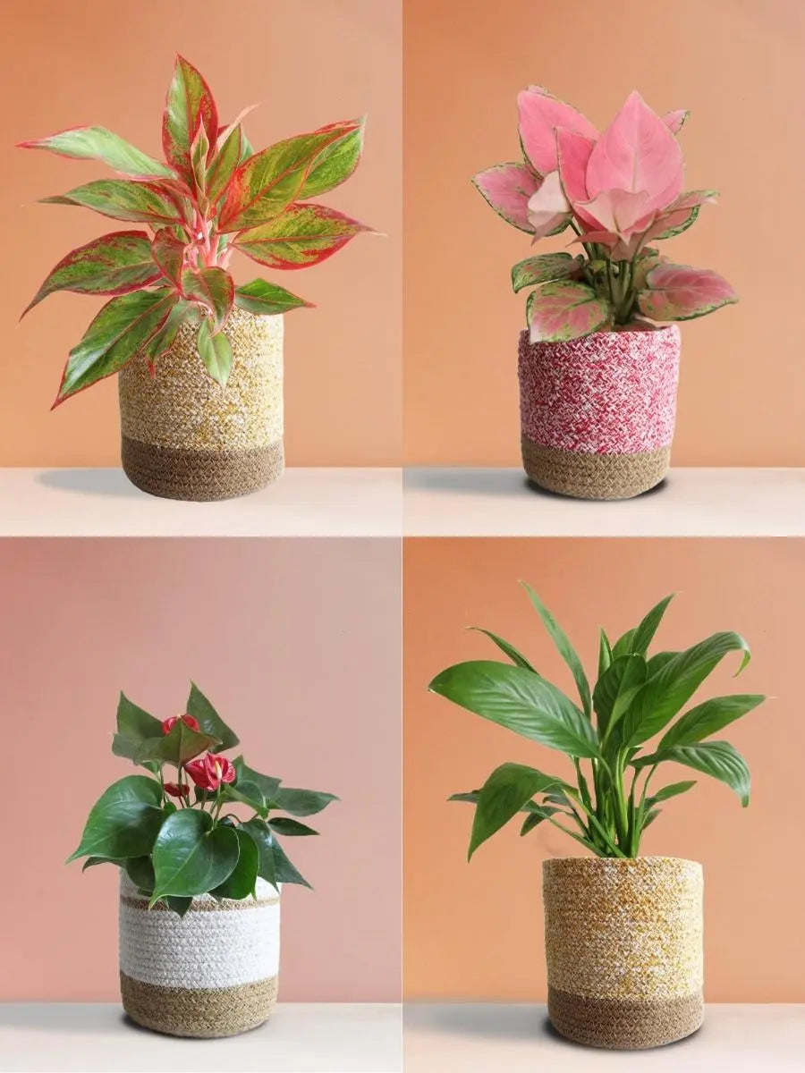 Colorful Air-Purifying Plants Combo for Bedroom