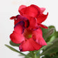 Beautiful Indoor Flower Adenium Desert Rose Plant
