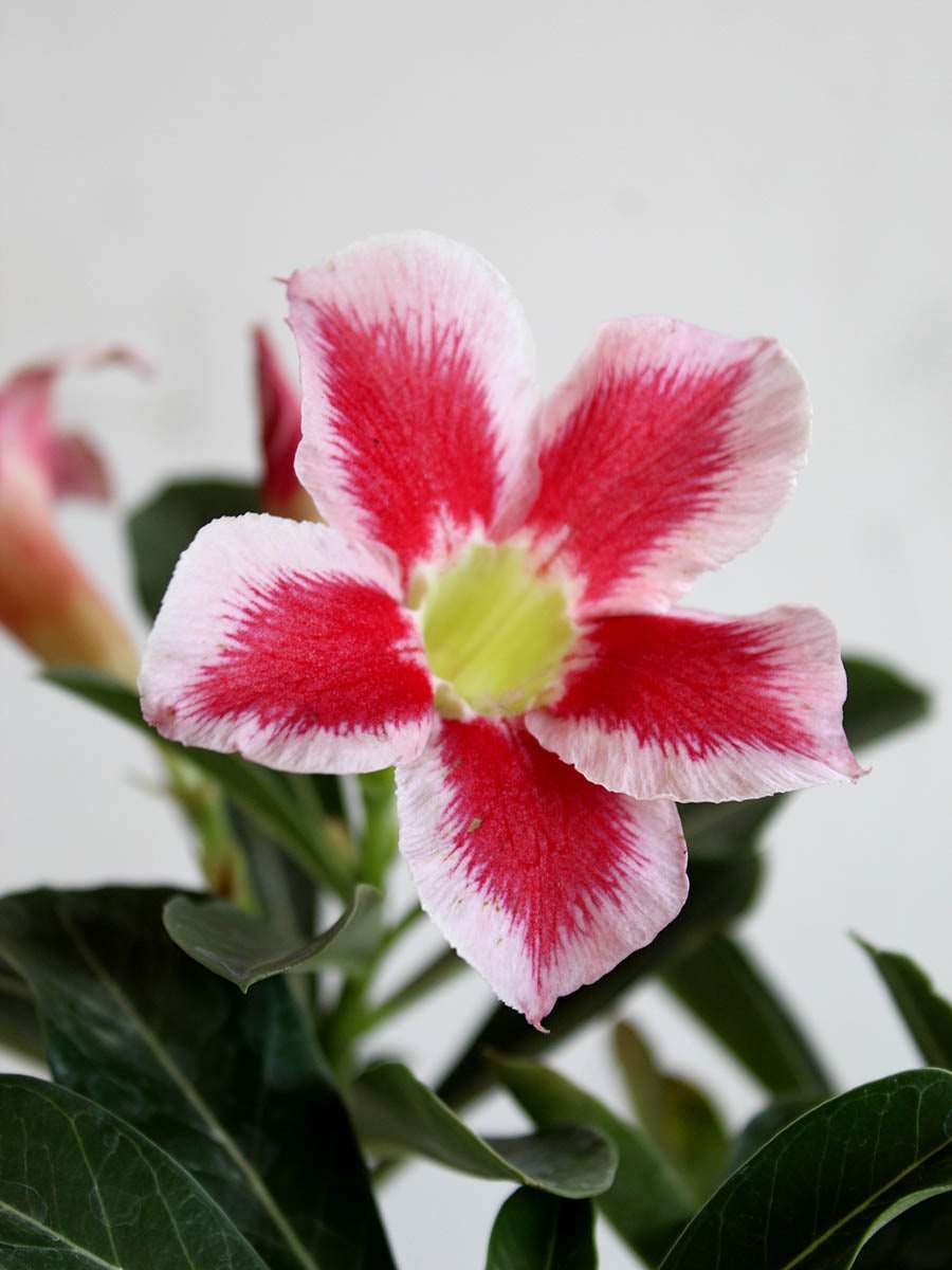 Indoor flowering plant Adenium Desert Rose Online