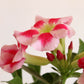 Buy flowering indoor plant Adenium desert rose in eco friendly white jute planter in India 