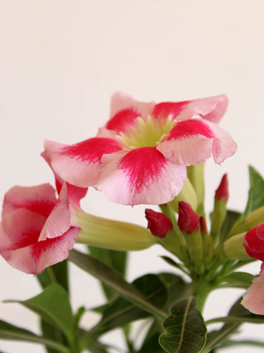 Buy flowering indoor plant Adenium desert rose in eco friendly white jute planter in India 