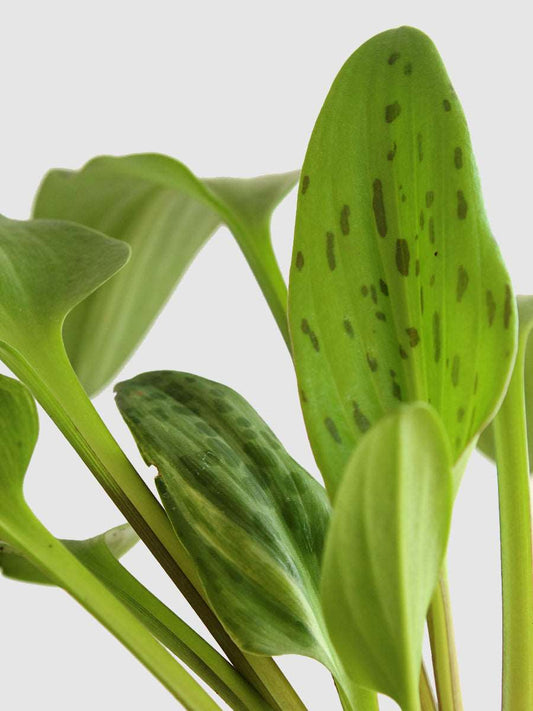 Shop rare plant african hosta in red knitted cotton planter online