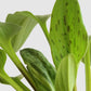 Buy bright rare plant african hosta in premium cotton planter online