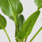 Buy Green indoor plant african hosta in  eco friendly pot online 