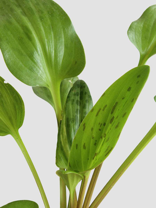 Buy Green indoor plant african hosta in  eco friendly pot online 