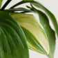 Buy beautiful indoor plant African hosta in eco friendly pots in India 