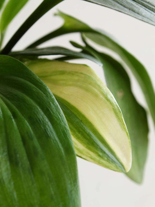 Buy beautiful indoor plant African hosta in eco friendly pots in India 