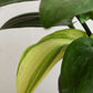 Gift stunning houseplant African hosta in eco friendly jute planter online 