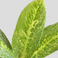 Buy beautiful spotted indoor plant Aglaonema milky way in premium jute planter online 