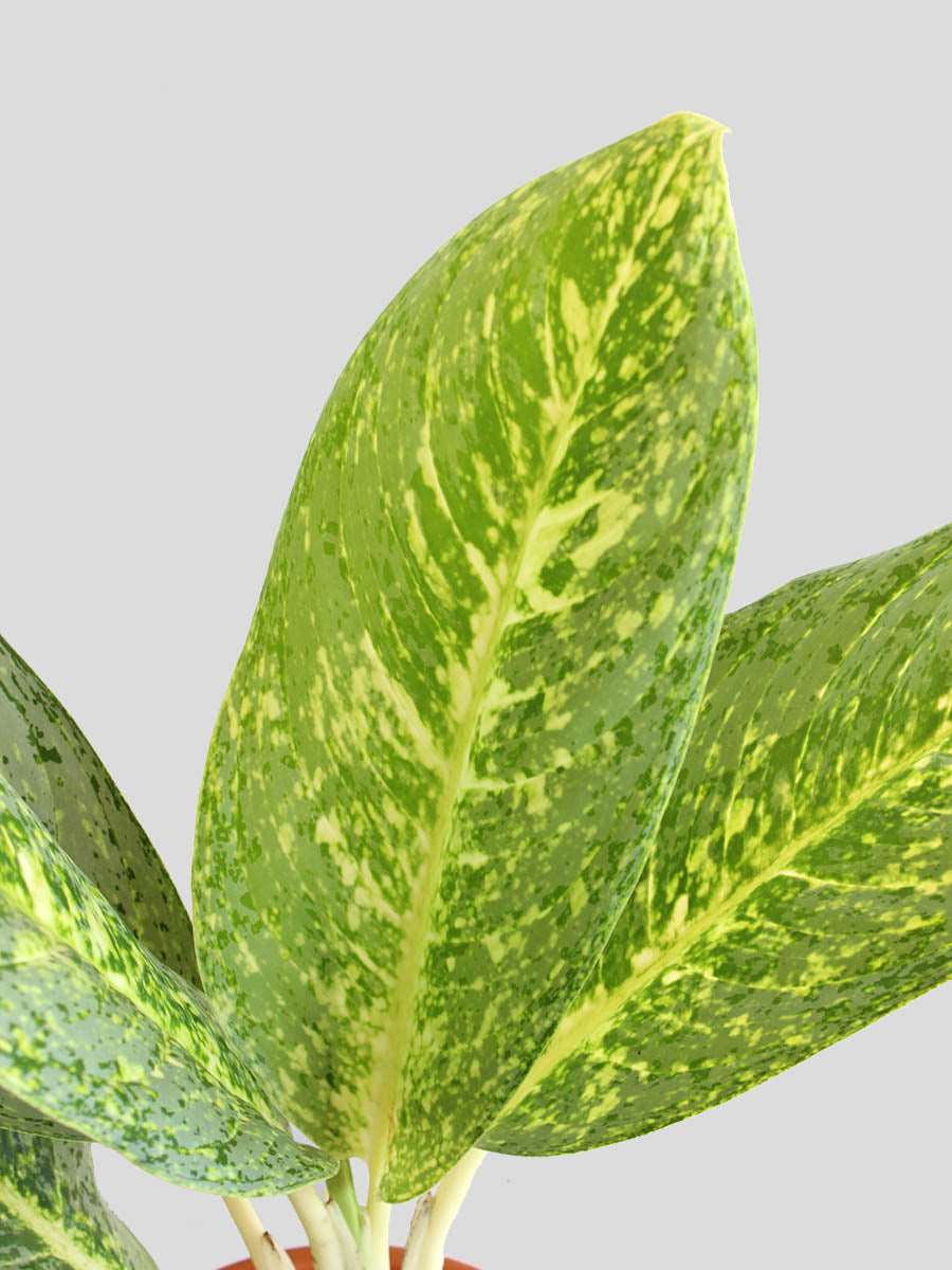 Gift X-large eye-catching plant Aglaonema milky way in eco friendly brown pot online 