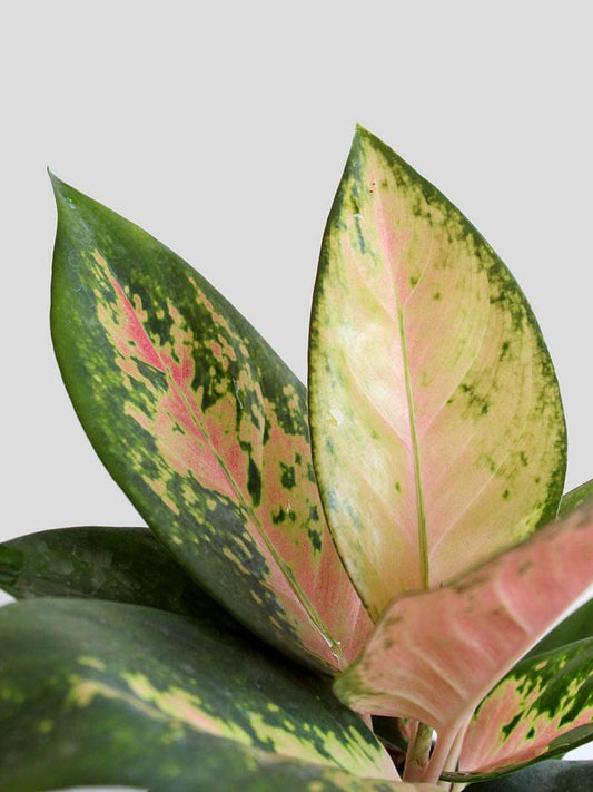 Gift Colourful Indoor plant Aglaonema Rose Cochin in eco friendly pink jute pot online