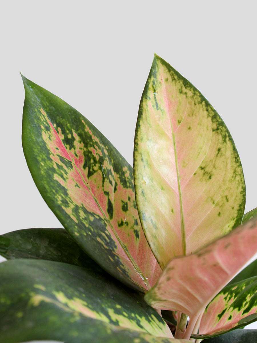 aglaonema rose Aglaonema 'O' Rose Cochin (Medium)