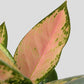 Buy rare plant Aglaonema O Rose Cochin in premium red planter in India 