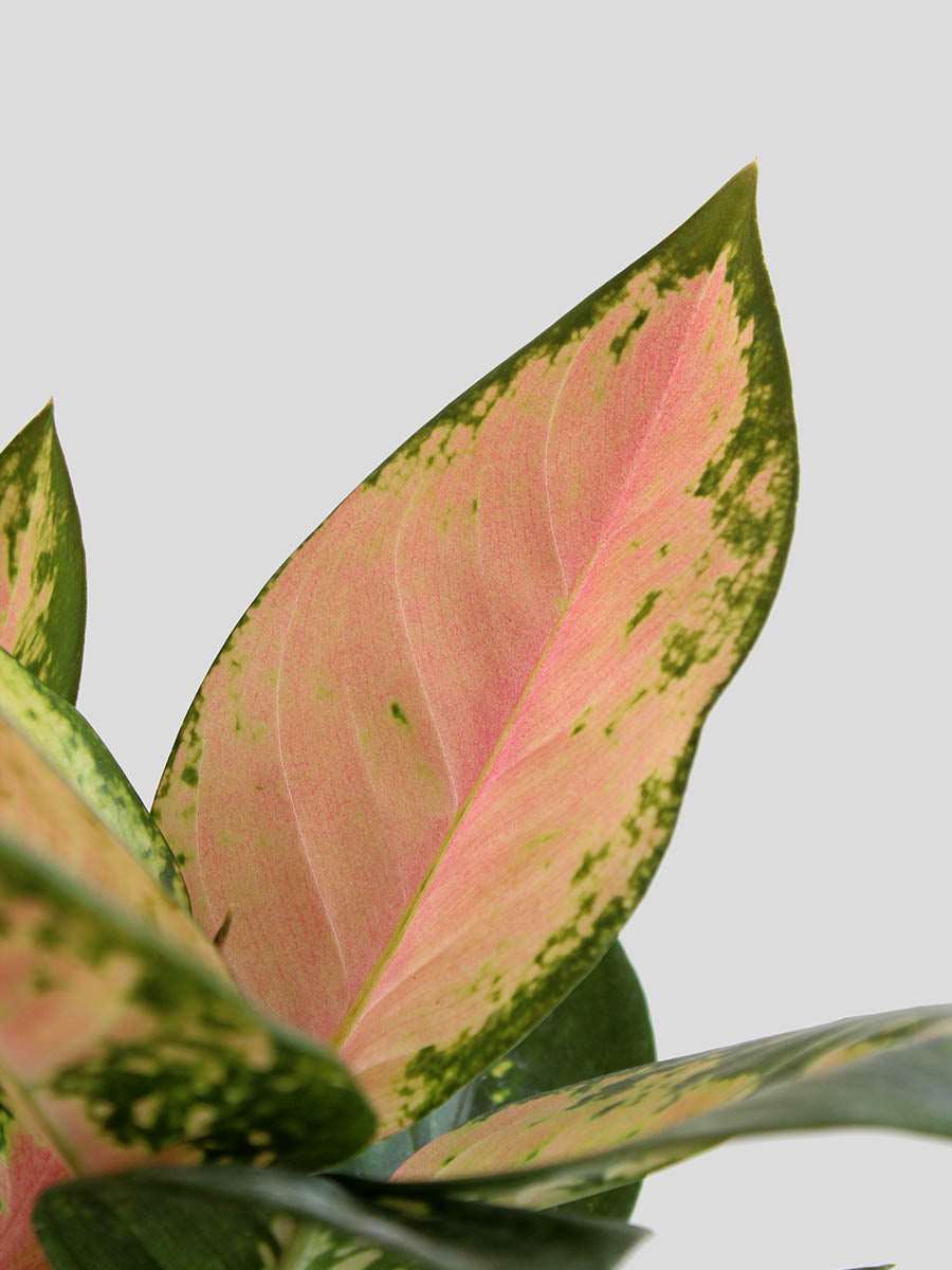 red cochin aglaonema Aglaonema 'O' Rose Cochin (Medium)