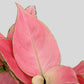 Shop gorgeous indoor plant Aglaonema pink Anjamani in eco friendly pink ceramic pot online 