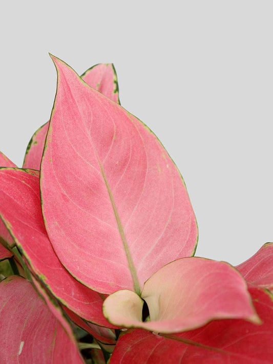 Shop gorgeous indoor plant Aglaonema pink Anjamani in eco friendly pink ceramic pot online 