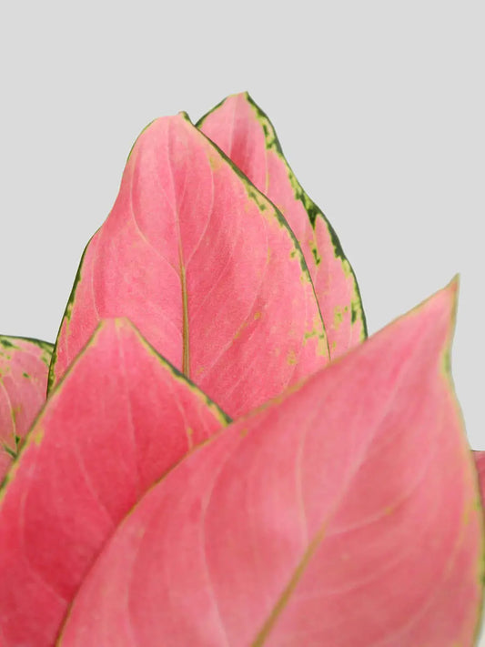 Buy colorful  houseplant Aglaonema pink in eco friendly cotton pot in India 