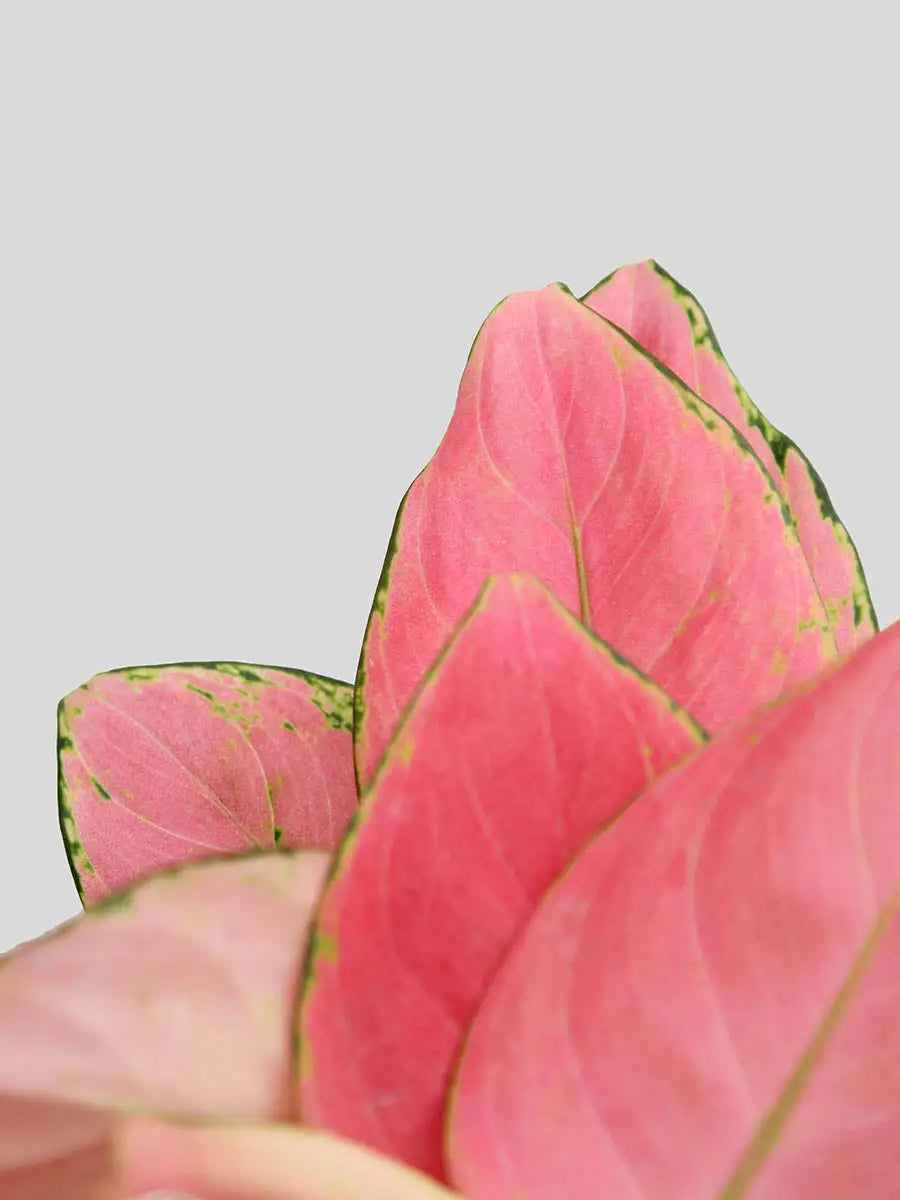 Shop Beautiful pink indoor plant Aglaonema anjamani in premium jute pot online 