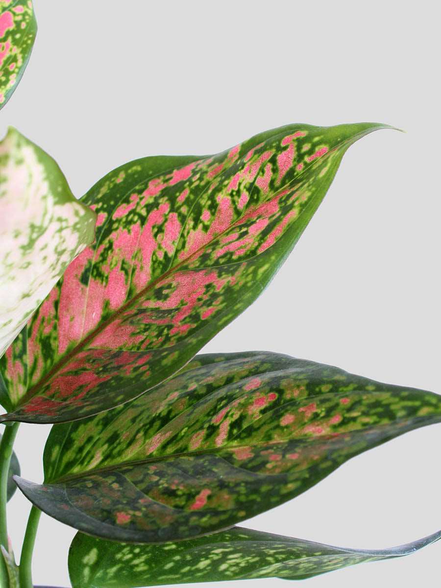 Gift Stunning houseplant Aglaonema pink Dalmatian in premium red knitted pot online 