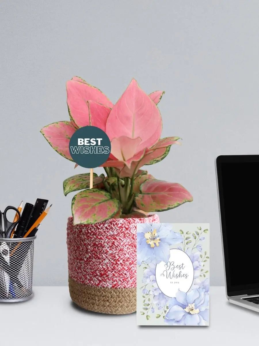 Pink Aglaonema Plant for Clients - Corporate Gifts