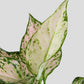 Aglaonema Wishes Plant in 4" Golden Metal Pot